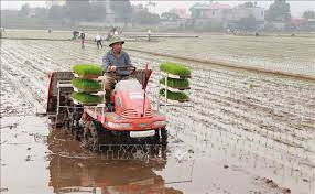 Gần 50% diện tích lúa Đông Xuân ở Thanh Miện được cấy máy